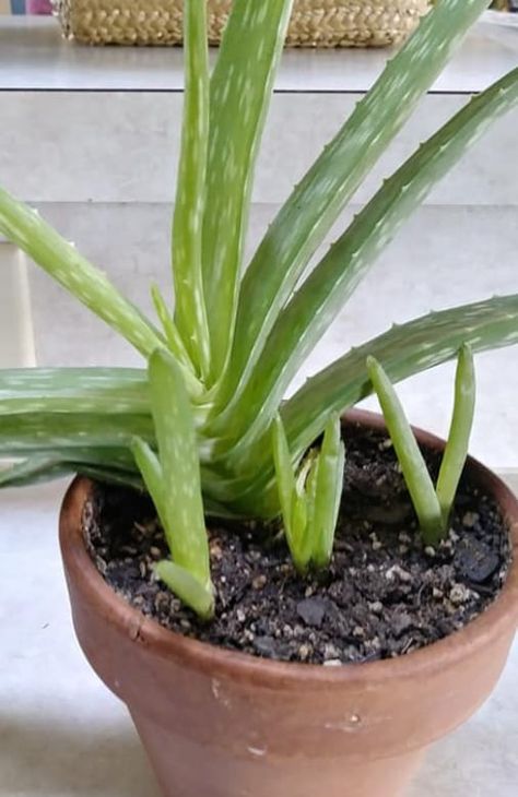 Aloe Plants Indoor, Aloe Vera Plant Too Tall, Replanting Aloe Vera Plant, Pots For Aloe Vera Plant, How To Replant Aloe Vera Plant, Leggy Aloe Plant, How To Repot Aloe Vera Plant, Large Aloe Vera Plant Indoor, Growing Aloe Vera Plant