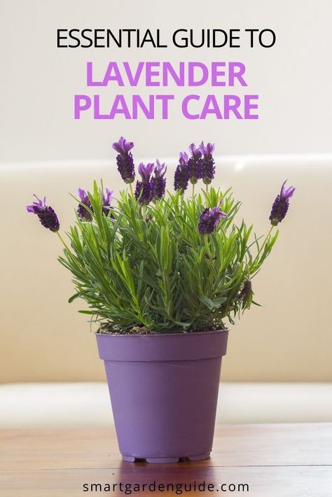 Lavander Indoor Plant, Potted Lavender Indoor, Lavender Care Plants Tips, How To Keep Lavender Alive Indoors, How To Care For Lavender Plants Indoors, Lavender Plant Care Indoor, Repotting Lavender Plants, Lavender Indoor Plant, Spanish Lavender Care