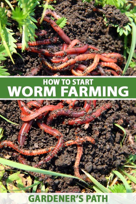 Growing Worms, Earthworm Farm, Raising Worms, Worm Farm Diy, Manure Tea, Garden Farming, Worm Farming, Farm Diy, Worm Bin