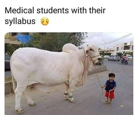 Medical student funny. Tag a medical student. 😂😂 Medical Student Humor, Funny Life Hacks, Medical Jokes, Medical Memes, Memes In Real Life, Student Humor, Funny School Jokes, Funny Images Laughter, Very Funny Jokes