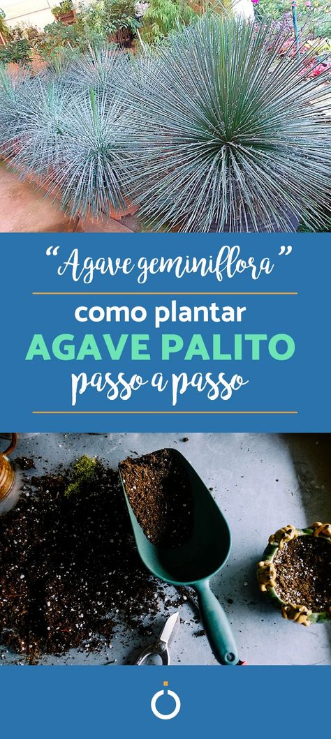 Descubra como plantar agave palito e todos os cuidados para manter essa planta linda no seu jardim! Ela é perfeita para regiões de sol abundante e tem um charme especial graças aos seus filamentos brancos!  #agave #agavepalito #jardim #plantas #comoplantar #decoração #casa #diy Agaves