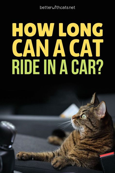 Wondering whether your kitty can handle a long car ride? Find out if cats can tolerate being in a carrier during road trips and how to keep them calm! Traveling With Cats In Car Road Trips, Traveling With Cats In Car, Minivan Life, Cat Symbolism, Cat Furniture Design, Happy And Content, Long Car Trips, Moving Hacks, Canadian Road Trip