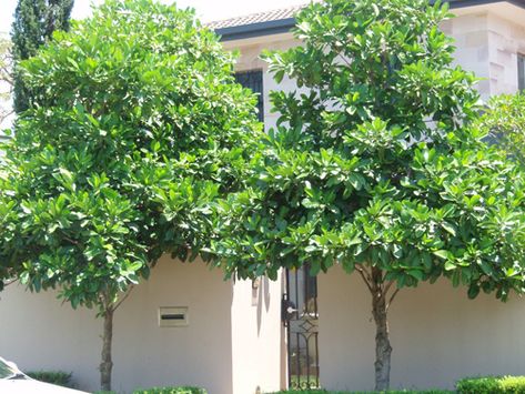 Gardenia Trees, Feature Tree, Small Canopy, Street Appeal, Rainforest Plants, Patio Trees, Street Trees, Front Yard Design, Australian Garden