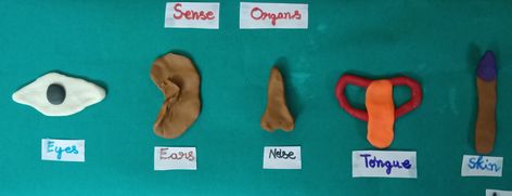 Sense Organs Project For Kids, Sense Organs, Clay Easy, Craft Clay, Clay Works, How To Make Clay, School Project, Play Doh, School Projects