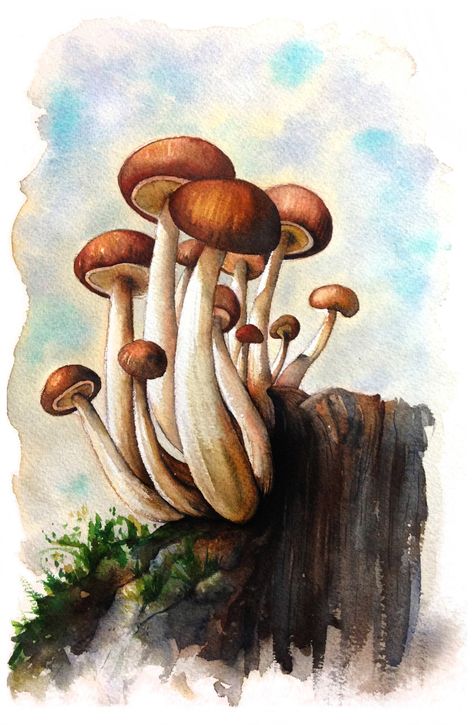 Mushrooms Watercolor on Behance Mushrooms Watercolor, Mushroom Paint, Mushroom Drawing, Desenho Tattoo, Nature Drawing, Arte Sketchbook, Mushroom Art, Botanical Drawings, Watercolor Inspiration