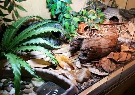 Skink Enclosure, Bearded Dragon Terrarium, Lizard Tank, Blue Tongue Skink, Snake Tank, Reptile Room, Reptile Tank, Pet Enclosure, Reptile Terrarium