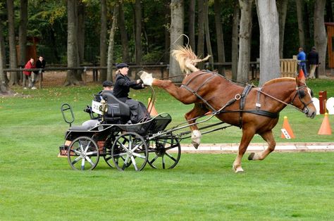 Hackney Horse, Funny Horse Pictures, Cute Horse Pictures, Horse Colors, Funny Horses, Horse Boarding, Interesting Animals, Animal Drawing, Horse Carriage