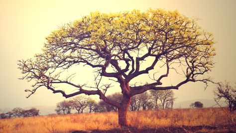 Marula Tree in Africa Marula Tree, Embroidery Goldwork, African Lily, African Tree, Tree Photos, Africa Trip, Amazing Trees, Tatoo Inspiration, Marula Oil