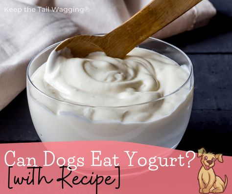 When I was new to raw feeding, I had lots of questions. I was curious about the role of dairy in a dog's raw food diet because I was seeing meals with raw goat's milk, kefir, and yogurt. Can dogs eat yogurt? Aren't dogs lactose intolerant? Today, dairy is a big part of my dogs' […] The post Can Dogs Eat Yogurt? [with Recipe] first appeared on Keep the Tail Wagging. Greek Yogurt For Dogs, Yogurt For Dogs, Yogurt Diet, Yogurt Benefits, Raw Dog Food Diet, Eat Greek, Homemade Greek Yogurt, Greek Yogurt Flavors, Making Yogurt