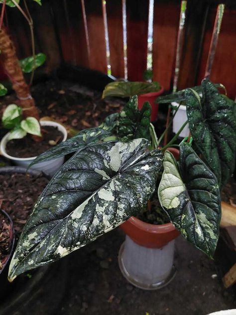 Rare House Plants, Alocasia Odora, Alocasia Dragon Scale, Plants Wishlist, Philodendron Care, Plant Business, Monstera Plants, Alocasia Plant, Plant Goals