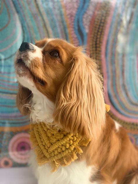 Handmade Boho macrame dog Bandana Macrame Dog Bandana, Dog Macrame, Macrame Pet, Macrame Dog Collar Tutorial, Macrame Dog Harness, Boho Dog Bandana, Adjustable Macrame Dog Collar Diy, Macrame Collar Dogs, Dog Belt