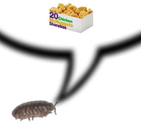 Pill Bug, Chicken Mcnuggets, Hi Welcome To Chili's, Cool Bugs, Arthropods, Silly Images, Silly Animals, Bugs And Insects, Chicken Nuggets