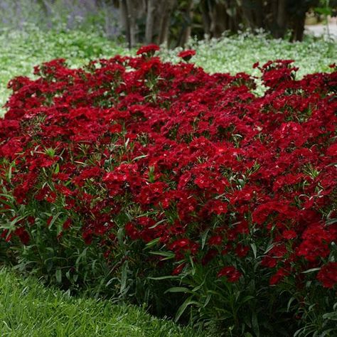 Dianthus Rockin'™ Red Front Yard Landscaping Red Flowers, Red Perrenial Flowers, Red Garden Flowers, Zone 5 Shrubs, Red Garden Aesthetic, Zone 5 Perennials, Chakra Garden, Red Dianthus, Red Flower Garden