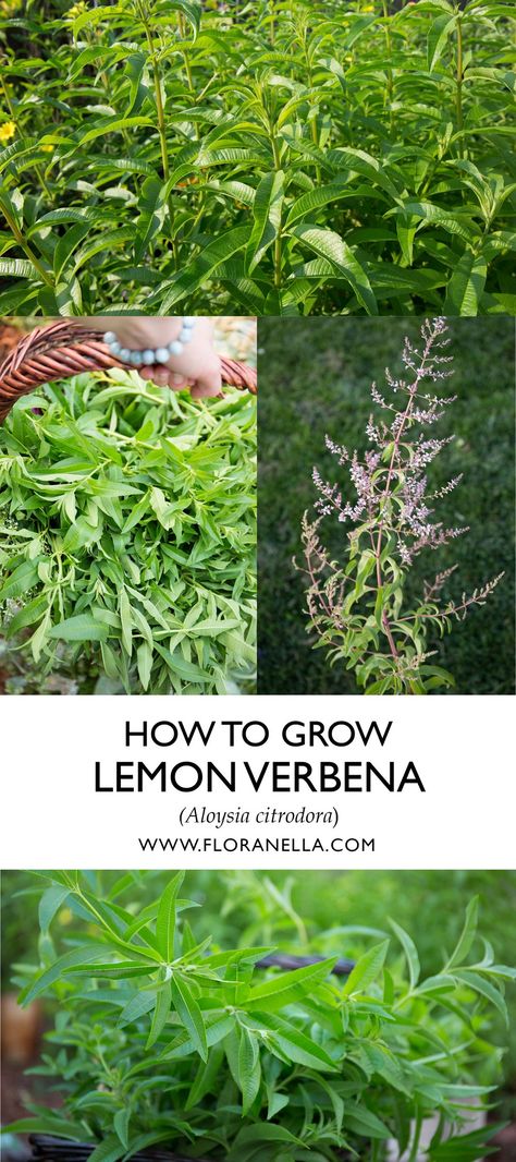 How to Grow Lemon Verbena — Floranella Lemon Verbena Recipes, Grow Lemon, How To Grow Lemon, Medicinal Garden, Grow Herbs, Lemon Verbena, Growing Herbs, How To Work, How To Grow