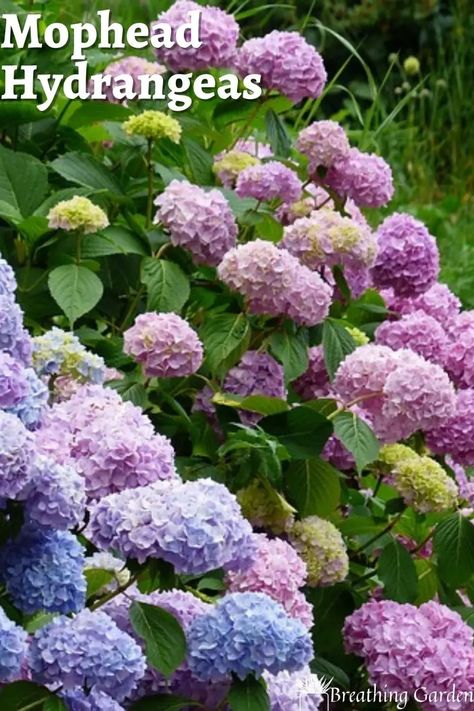 Change the color of your mophead hydrangea with the pH of the soil from pink to blue! Hydrangea Types, Snowball Hydrangea, Mophead Hydrangea, Big Leaf Hydrangea, Bigleaf Hydrangea, Types Of Hydrangeas, Hydrangea Varieties, Smooth Hydrangea, Big Leaves