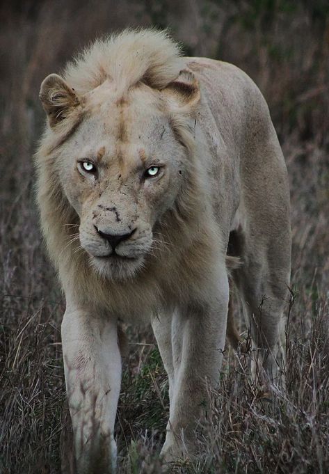 León, Leones, Lion, Big cat, White Lion, Animal Lion Pouncing, Art Anatomy Reference, Lion Aesthetic, Asiatic Lion, To My Younger Self, White Lions, I Am Legend, Unique Facts, Scary Animals