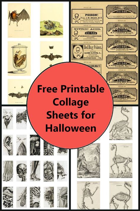 Vintage Anatomy Art, Free Vampire Printables, Halloween Emphera, Free Halloween Ephemera, Ephemera Free Printables Witch, Steampunk Printables Free Steam Punk, Vintage Halloween Ephemera, Vintage Halloween Images Free Printable, Witch Junk Journal Printables Free