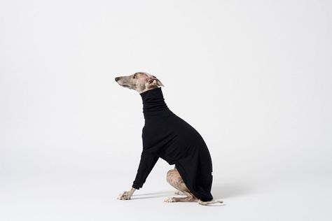 Melbourne Fashion, Dog Jumpers, Fashion Studio, Hunting Dogs, Short Coat, Whippet, Greyhound, Dog Clothes, Fashion Brand