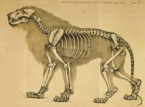 Lion Anatomy, Feline Anatomy, Comparative Anatomy, Animal Skeleton, Skeleton Anatomy, Skeleton Drawings, Dog Skeleton, Cat Anatomy, Animal Skeletons