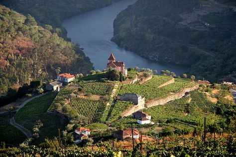 The Douro Valley is one of the most overlooked travel destinations in Portugal, but is worth a visit to discover the great wine country there. Douro River Cruise, Douro Valley Portugal, Portugal Wine, European River Cruises, European Cruises, Douro Valley, Earth Pictures, Visit Portugal, Cruise Destinations