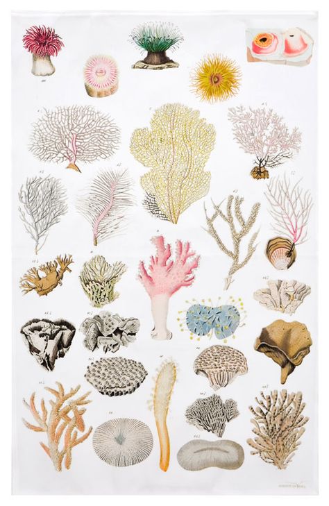 new arrival // sea anemone tea towel Sea Anemone, No Bad Days, Scientific Illustration, Sea Art, Ocean Creatures, Shell Art, Ocean Art, Modern Home Decor, Theme Design