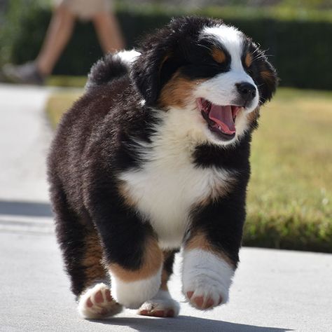 Bernese Retriever, Brookies Christmas, Bernice Mountain Dog, Burmese Mountain Dog Puppy, Puppies Images, Burnese Mountain Dog, Burmese Mountain Dogs, Bernese Puppy, Big Dogs Breeds