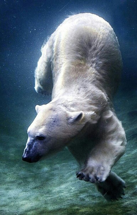 Beautiful Underwater Swimming Polar Bear! Underwater Diving, Magical Nature, Fishing Photography, Underwater Animals, Nature Tour, Kitesurfing, Love Bear, Windsurfing, White Bear