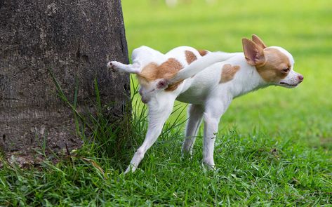 Why Do Dogs Scratch the Ground After They Pee? What Cats Can Eat, Cute Small Dogs, Dog Urine, Dog Pee, Pet Urine, Dog Brain, Dog Quotes, Turin, The Bathroom