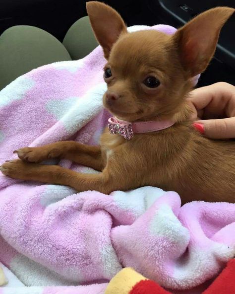 Pretty Chihuahua                                                                                                                                                                                 More Pink Chihuahua, Chihuahua Training, Brown Long Hair Chihuahua, Brown Fluffy Chihuahua, Teacup Chihuahua Puppies, Chihuahua Owner, Baby Chihuahua, Bulldog Francese, Brown And Tan Chihuahua