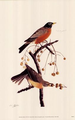 1st Grade Audubon Robins Audubon Prints, Audubon Birds, American Robin, Birds Of America, John James Audubon, Scientific Illustration, Bird Illustration, Watercolor Bird, Vintage Birds