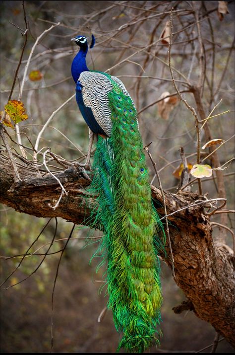 “Thunderstorm Peacock” (by Kitty Clark) Peacock Photos, Peacock Pictures, Peacock Art, Peacock Bird, Most Beautiful Birds, Airbrush Art, Tail Feathers, Exotic Birds, Pretty Birds