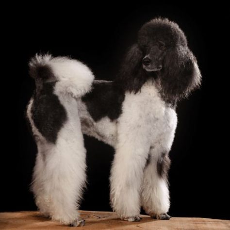 Phantom Poodle, Poodle Haircut Styles, Parti Poodle, Poodle Haircut, Poodle Grooming, Haircut Styles, Miniature Poodle, Water Dog, Standard Poodle