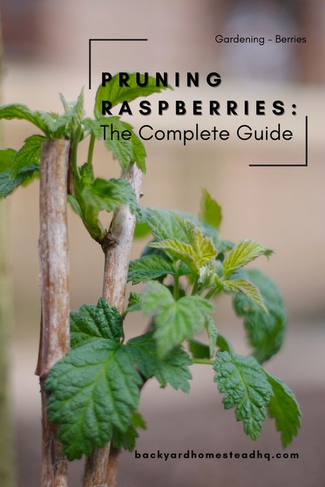 How To Prune Raspberry Plants, When To Prune Raspberry Bushes, How To Tie Up Raspberry Bushes, Pruning Raspberries Fall, Trellis For Raspberry Bushes, How To Stake Raspberry Bushes, Trimming Raspberry Bushes, Potted Raspberry Bush, How To Prune Raspberry Bushes