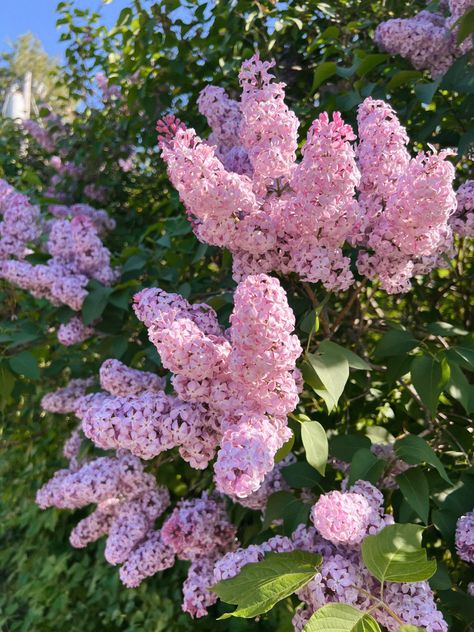 flowers nature lilacs bouquet summer pink purple Pink Lilac Aesthetic, Lilac Flower Aesthetic, Lilac Flowers Aesthetic, Lilacs Bouquet, Lilacs Flowers Aesthetic, Lilac Aesthetic Flower, Lilac Beach Aesthetic, Pink Lilac Flowers, Flower Outfits