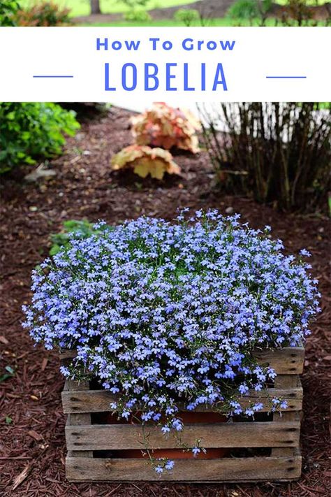 Tips on how to grow and care for lobelia. And why you MUST plant this annual in your garden this year! Perennials In Pots Container Garden, Lobelia Cardinalis, Gardens Flowers, Container Gardening Flowers, 강아지 그림, Garden Types, Have Inspiration, Garden Containers, Outdoor Deck