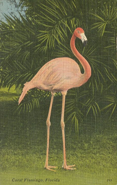 Flamingo Vintage, Vintage Flamingo, Florida Images, 동화 삽화, Florida Art, Flamingo Art, Rare Birds, Pink Bird, Old Florida