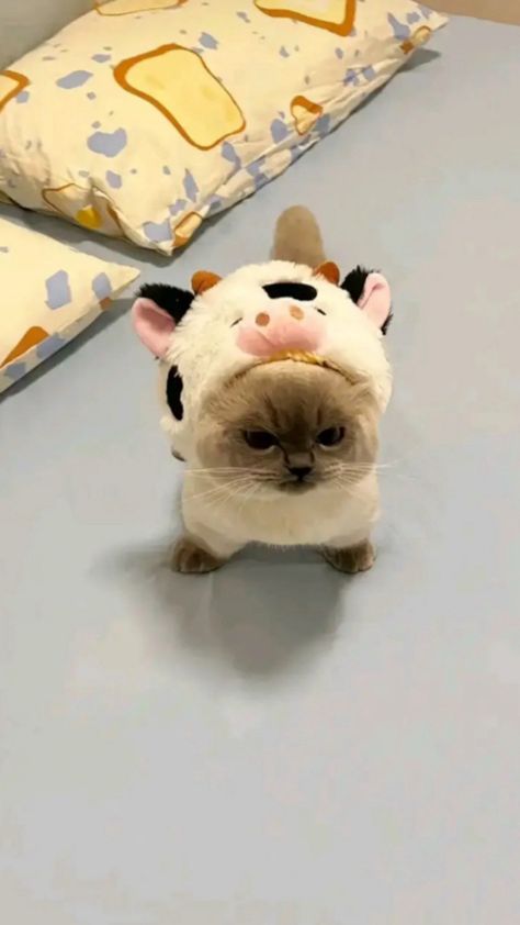 Bedtime Aesthetic, Silly Animal Pictures, Cute Sleep, Cow Hat, Cow Cat, Silly Cats Pictures, Cute Cats Photos, Cat Cute, Silly Animals