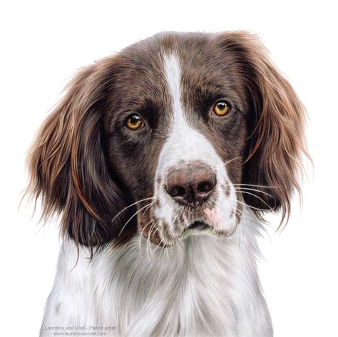 Dieren tekenen: Wat komt daar bij kijken? Charcoal Ideas, Drawing Stand, Drawing With Charcoal, Palm Frond Art, Dog Portraits Painting, Colored Pencil Portrait, Spaniel Art, Dog Anatomy, Drawing Dog