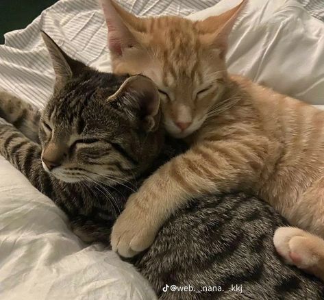 Cat Cuddle, Silly Cats Pictures, Two Cats, Cute Cats Photos, Cat Aesthetic, Funny Cute Cats, Cute Cats And Dogs, Silly Cats, Pretty Cats