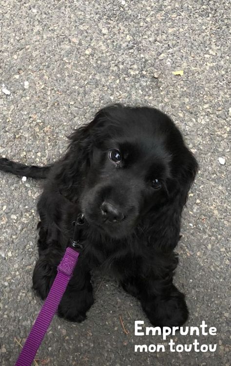 Black Cocker Spaniel Puppies, Black Cocker Spaniel, Spaniel Art, Cocker Spaniel Puppies, Spaniel Puppies, Cute Animals Images, Cute Animal Photos, Cute Creatures, Animals Images