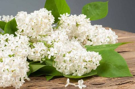 Garden Retreat Ideas, Common Lilac, Lilac Varieties, Flowering Crabapple, Lilac Plant, Syringa Vulgaris, Lilac Tree, Fragrant Garden, Companion Plants