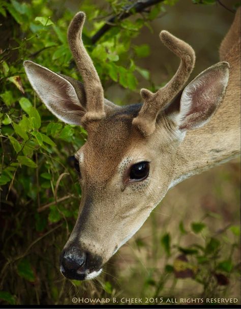 Deer Reference, Deer With Antlers, Buck Antlers, Deer Horns, Deer Photos, Hybrid Art, Deer Pictures, Buck Deer, Pretty Animals