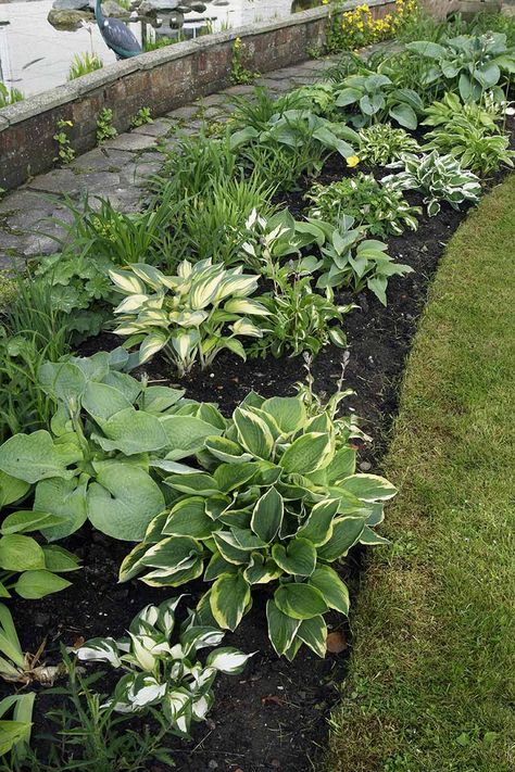 Liven up shady spots in your garden by planting perennial hostas. These attractive perennials are beloved for their easycare nature and stunning foliage. Learn how to grow hostas now on Gardener's Path. #hostas #gardenerspath Shade Garden Design, Garden Pathways, Shade Loving Perennials, Shade Garden Plants, Hosta Gardens, Front Landscaping, Have Inspiration, Garden Yard Ideas, Front Yard Landscaping Design