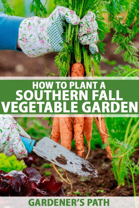 Winter Hobbies, Fall Vegetable Gardening, Fall Vegetable Garden, Spring Vegetable Garden, Winter Vegetables Gardening, Raised Bed Gardening, Florida Gardening, Fall Vegetables, Beginner Gardening