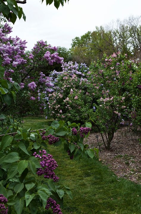 A garden full of lilac trees - beautiful Lilac Hedge, Wisconsin Garden, Lilac Trees, Whimsy Garden, Flower Landscaping, Lilac Cottage, Cute Plants, Green Patio, Lilac Garden