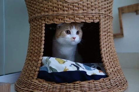 Diy Cat Cave How To Make, Cat Cave Diy, Homemade Cat Beds, Crafts For Pets, Minnie Mouse Wreath, Diy Cat Tent, Excited Cat, Diy Cat Bed, Cat Tent