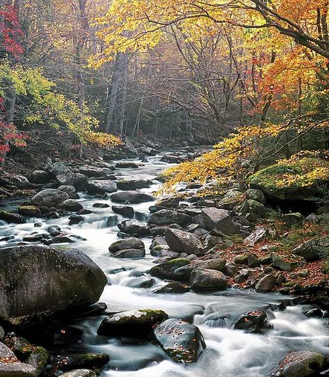 Fontana Lake, Camping Usa, River Camp, Forest Camp, Tennessee River, Mountain Travel, Great Smoky Mountains National Park, Nature Trail, Blue Ridge Mountains