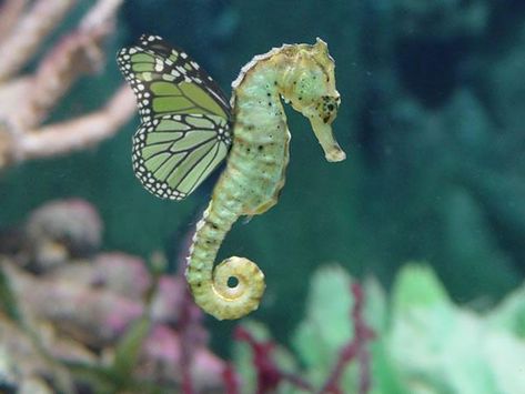 Butterfly Seahorses - Paperblog On The Wings Of Love, Beautiful Sea Creatures, Sea Dragon, Sea Horse, Mystical Creatures, Ocean Creatures, Fairy Land, Ocean Life, Wild Hearts