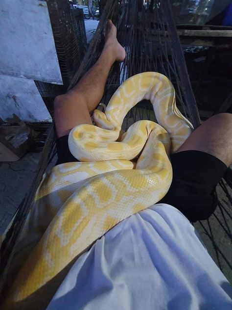 Python Aesthetic, Pet Python, Snake Aesthetic, Yellow Python, Burmese Python, Yellow Snake, Python Snake, Pet Snake, My Uncle