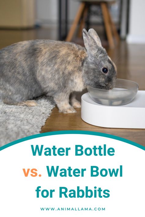 water bowl vs water bowl for rabbits Rabbit Waterer Diy, Diy Rabbit Water Bottle, Rabbit Watering System, Bunny Coop, Rabbit Waterer, Rabbit Water Bottle, Water Rabbit, Rabbit Feeder, Backyard Animals